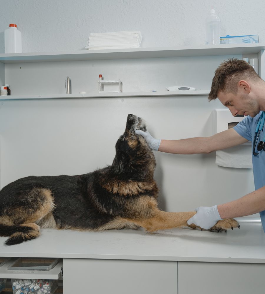 Veterinarian checking a dog