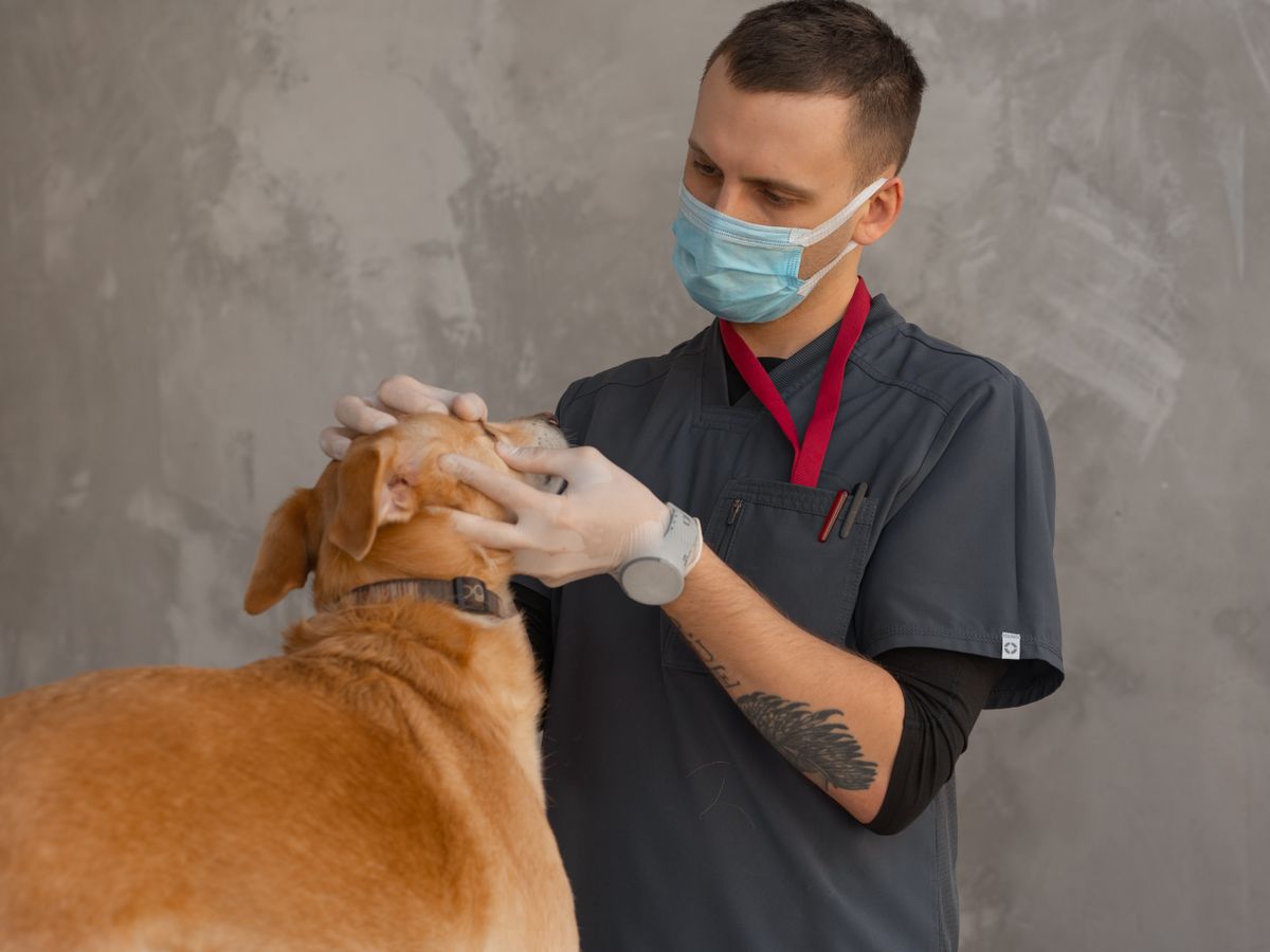 Veterinarian examining a dog during a checkup